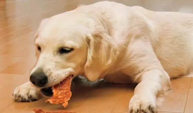 狗狗干万不能吃的食材有哪些?千万别大意 狗狗干万不能吃的食材有哪些?千万别大意