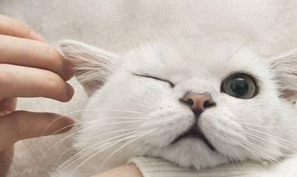 猫咪耳螨反复发作?别再用棉签给它掏耳朵了! 猫咪耳螨反复发作?别再用棉签给它掏耳朵了!