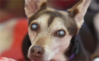 老年犬得了白内障怎么办
