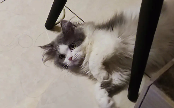 注意!猫咪夏天体重严重下降正常吗? 注意!猫咪夏天体重严重下降正常吗?