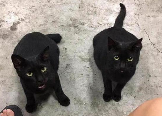 给黑猫喂食后,隔天家人全来了,分不清谁是谁 给黑猫喂食后,隔天家人全来了,分不清谁是谁