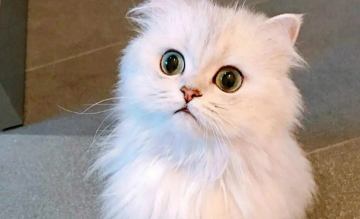 猫咪眼睛浑浊是什么原因？猫咪眼睛的疾病！