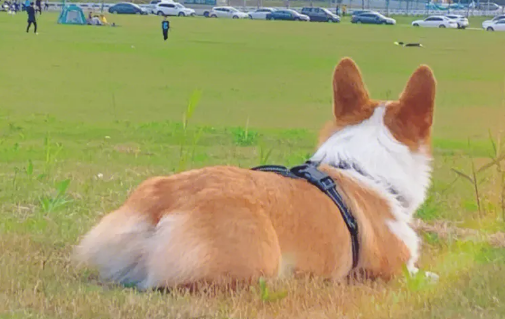 柯基犬吃啥狗粮不掉毛?柯基掉毛原因有哪些? 柯基犬吃啥狗粮不掉毛?柯基掉毛原因有哪些?