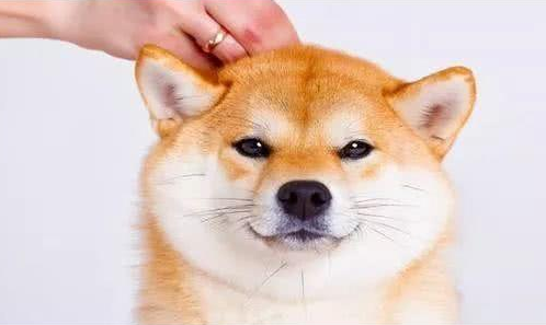 主人家用这4个绝技,柴犬狗狗再也不能挑食啦 主人家用这4个绝技,柴犬狗狗再也不能挑食啦