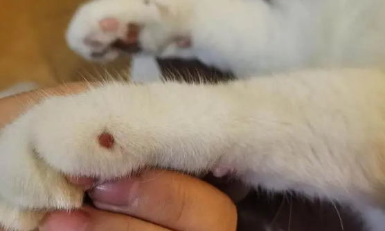 猫咪肉疣子的图片 猫咪肉疣子的图片