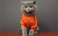 猫咪营养不良怎么办?怎么改善?