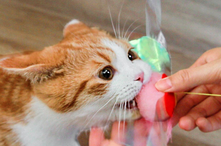 怎么养猫需要注意什么