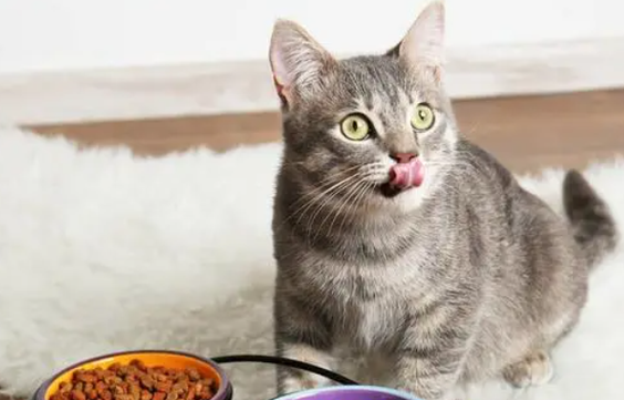 小猫可以吃什么代替猫粮