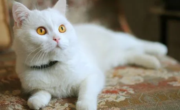 白色的猫有哪些品种呢？