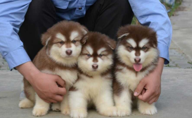 阿拉斯加犬舍哪家好
