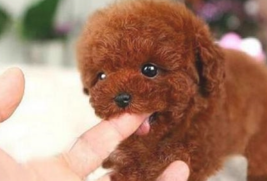 泰迪犬喜欢舔你手脚,仅仅想告诉你这种事! 泰迪犬喜欢舔你手脚,仅仅想告诉你这种事!