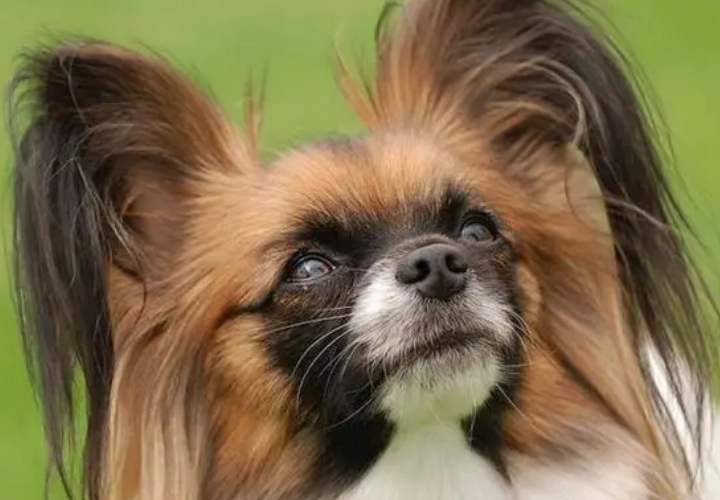 蝴蝶犬发生哪些疾病需要马上进医院处理呢? 蝴蝶犬发生哪些疾病需要马上进医院处理呢?