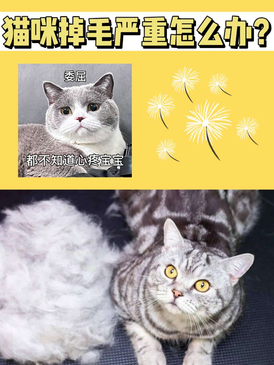 猫咪掉毛严重怎么办?分分钟就变身蒲公英? 猫咪掉毛严重怎么办?分分钟就变身蒲公英?