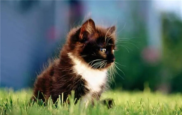 猫感冒了打喷嚏吃什么药好使呢