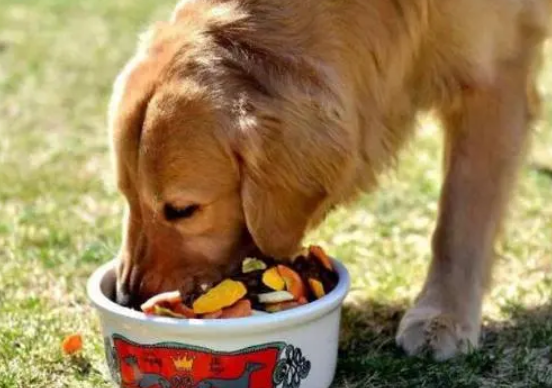 狗狗挑食怎么办?怎么才能改善? 狗狗挑食怎么办?怎么才能改善?