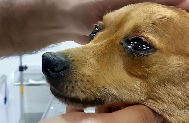 狗狗为什么会流泪呢怎么回事