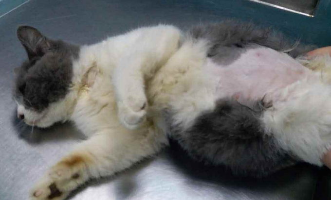 小猫为什么会腹胀?小猫肚子胀是什么原因? 小猫为什么会腹胀?小猫肚子胀是什么原因?