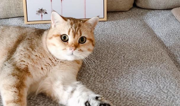 如何训练猫咪？让猫猫听从召唤？