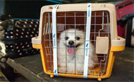 办宠物托运需要多少钱
