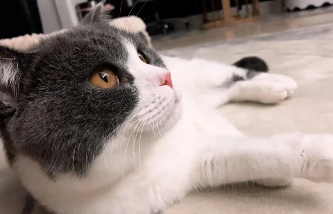 猫咪多大可以进行猫咪驱虫?手把手教你如何养猫驱虫! 猫咪多大可以进行猫咪驱虫?手把手教你如何养猫驱虫!