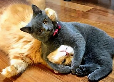 猫咪被打后蔫了怎么办?看这里 猫咪被打后蔫了怎么办?看这里