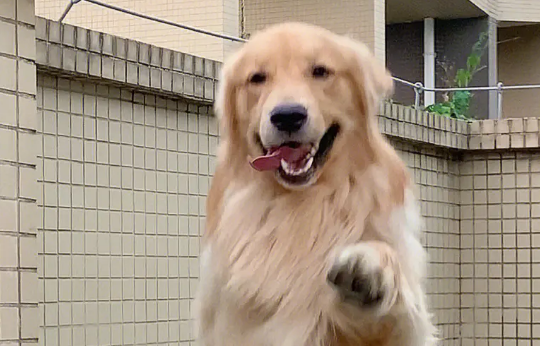 哪种大型犬最适合家养呢？
