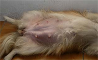 母犬乳腺炎怎么办?如何治疗?