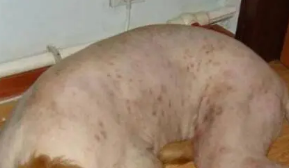 狗狗真菌性皮肤病如何治疗？