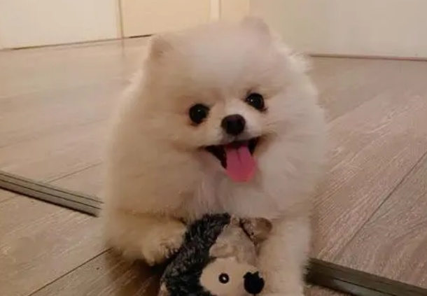 博美犬好养不好养要注意些什么