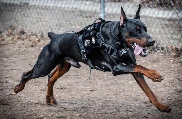 杜宾犬公的好还是母的好 杜宾犬公的好还是母的好