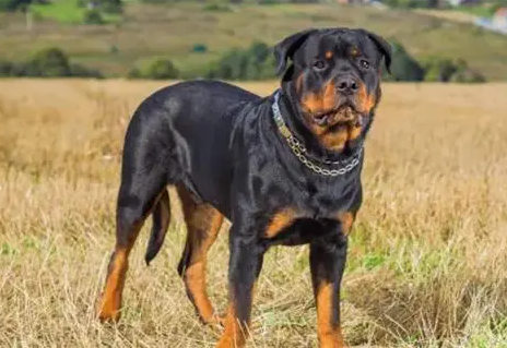 罗威纳犬多少钱一只幼犬