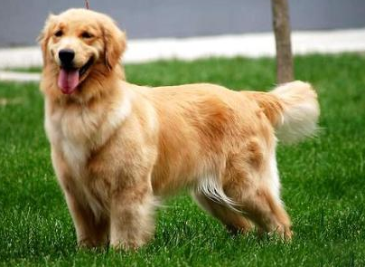 如何挑好金毛犬狗粮吃 如何挑好金毛犬狗粮吃