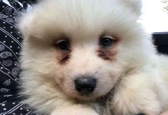 狗狗眼睛干涩是怎么回事? 狗狗眼睛干涩是怎么回事?