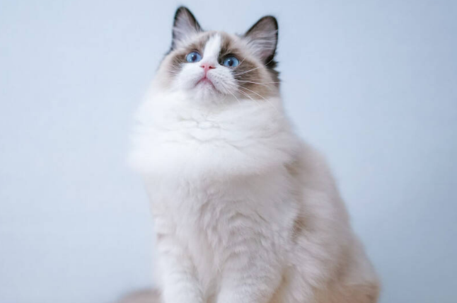 布偶猫快2年了还没爆毛 布偶猫快2年了还没爆毛