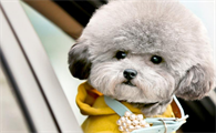 怎么给两个月狗狗剪指甲，给幼犬剪指甲剪出血怎么办？