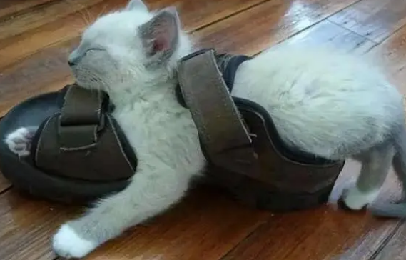 猫咪为什么把玩具藏鞋里