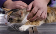 猫咪发情期能做绝育吗
