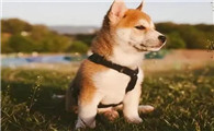 狗狗治愈系短句