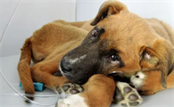 犬细小怎么治疗用药