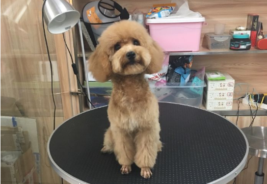 名匠宠物美容店工资 名匠宠物美容店工资