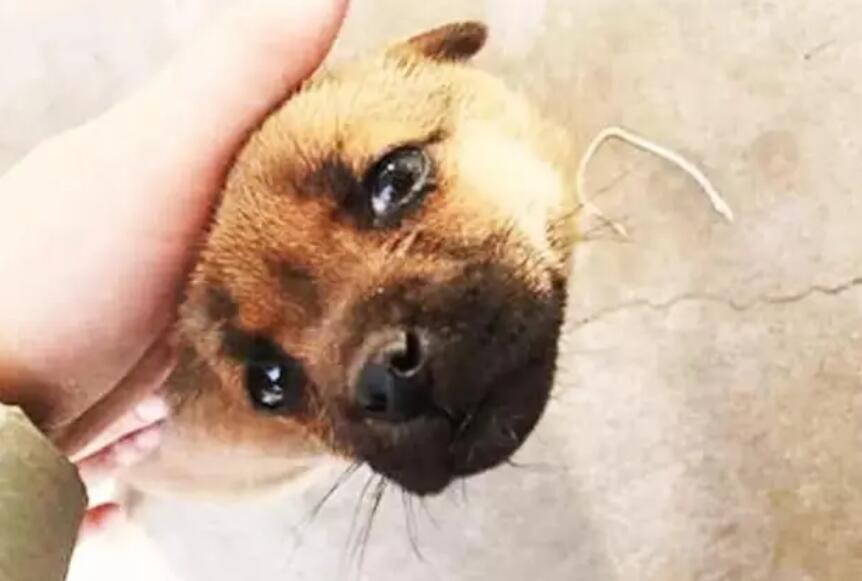不听铲屎官得话，却听欺压他们的人得话，小狗如何能够那样