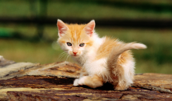 猫咪营养不良比较瘦怎么办?赶紧给它补充营养吧! 猫咪营养不良比较瘦怎么办?赶紧给它补充营养吧!