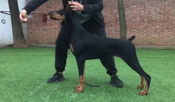 铂肯犬舍怎么样 铂肯犬舍怎么样