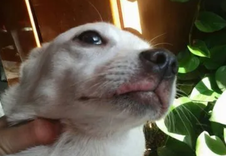 狗狗喝水嘴角就痒为什么呢