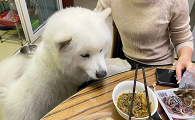 狗狗看着人吃饭什么原因