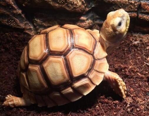 苏卡达多大了才不会结石