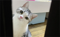 为什么猫咪喜欢看门缝里