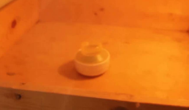 男子捡到超小的鸟蛋,费尽心血,几周辛苦之后他得到了它 男子捡到超小的鸟蛋,费尽心血,几周辛苦之后他得到了它