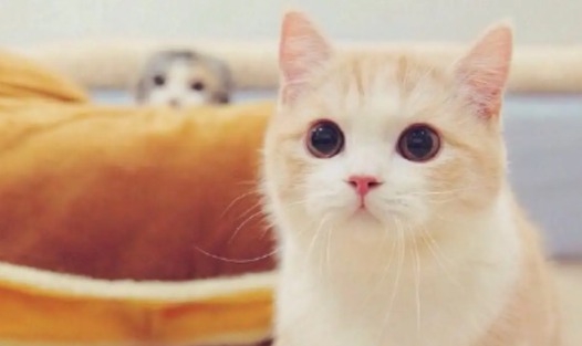 猫咪血容低是为什么 猫咪血容低是为什么