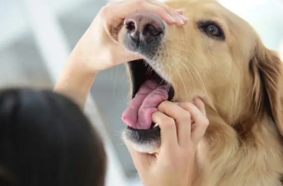 狗狗误食东西怎么办呢？